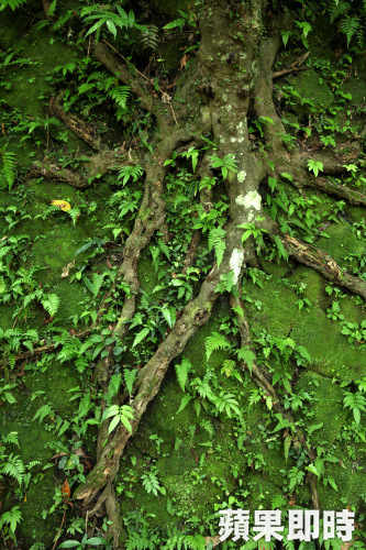 大樹的樹根可能延伸10幾公尺，若種樹時疏於防範，恐越界損害鄰居權益。資料照片